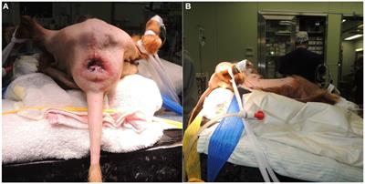 Retrospective analysis of perineal herniorrhaphy with cone-shaped polypropylene mesh in dogs: technique description and outcome